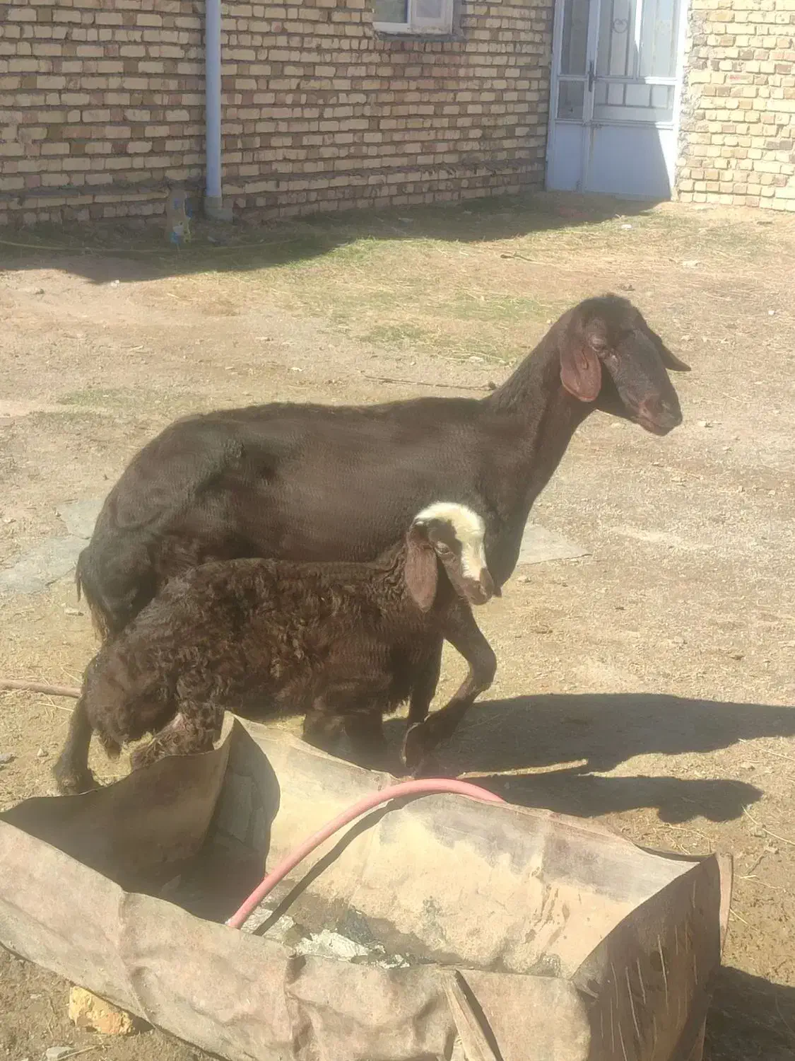 گوسفندمیس|حیوانات مزرعه|سلطانیه, |دیوار