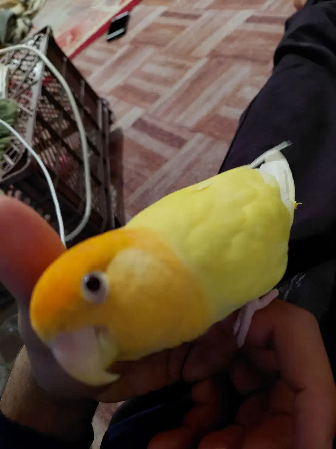 طوطی برزیلی|پرنده|راهگان, |دیوار