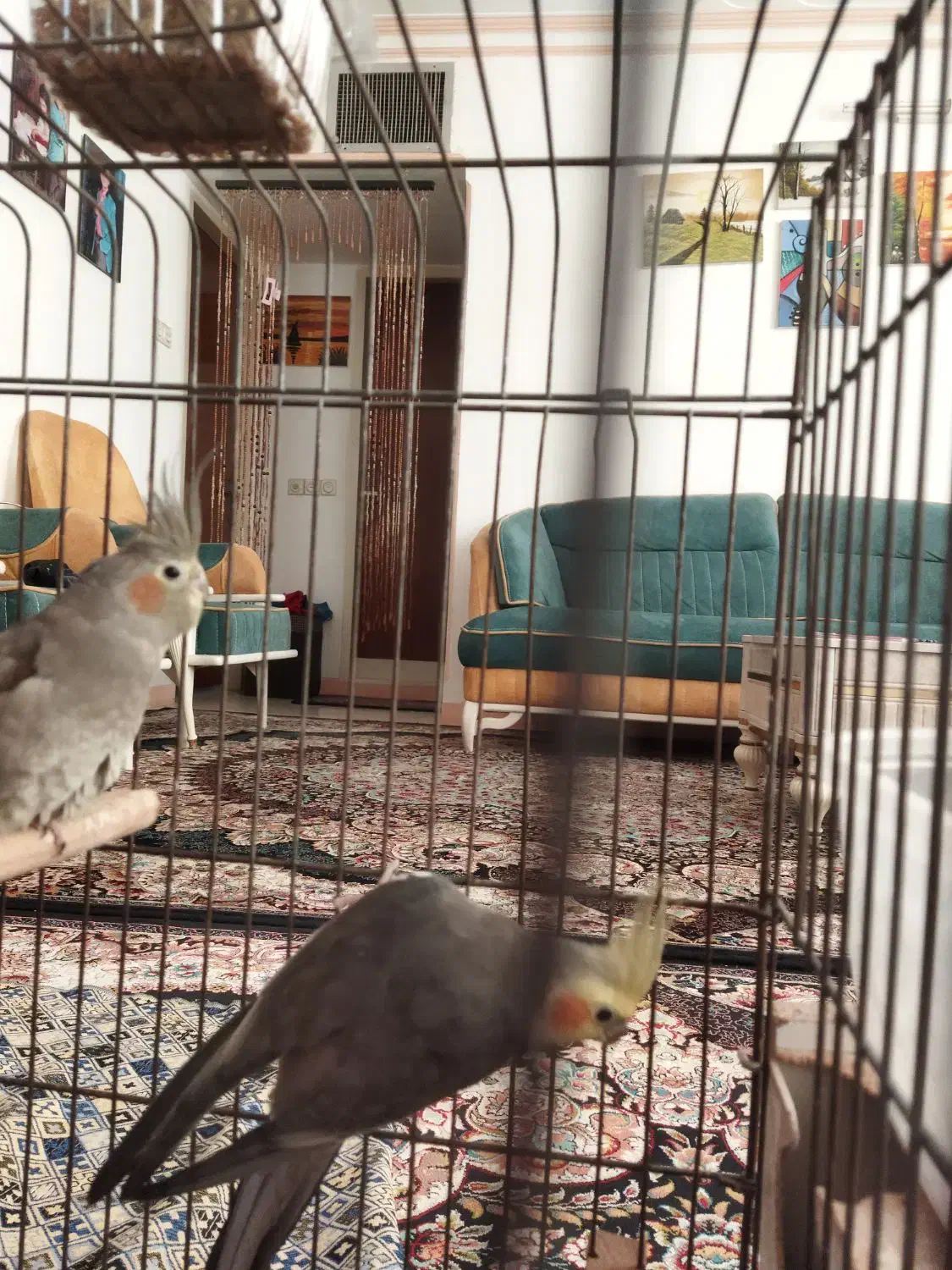 عروس هلندی نرو ماده|پرنده|آشتیان, |دیوار