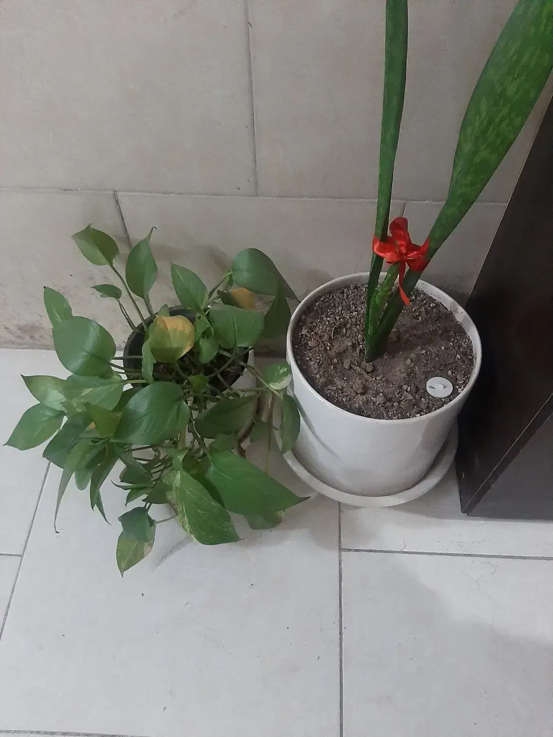 گلدان|گل و گیاه طبیعی|شاهینشهر, مسکن مهر|دیوار