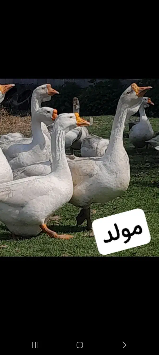 قوغازسفید نر|حیوانات مزرعه|قائم‌شهر, |دیوار