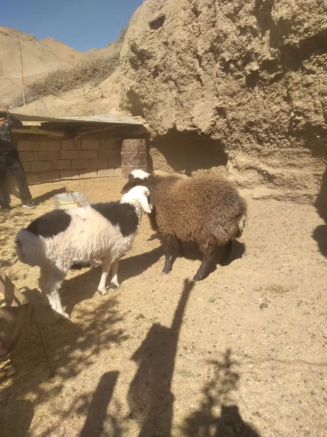 بره نر|حیوانات مزرعه|درمیان, |دیوار