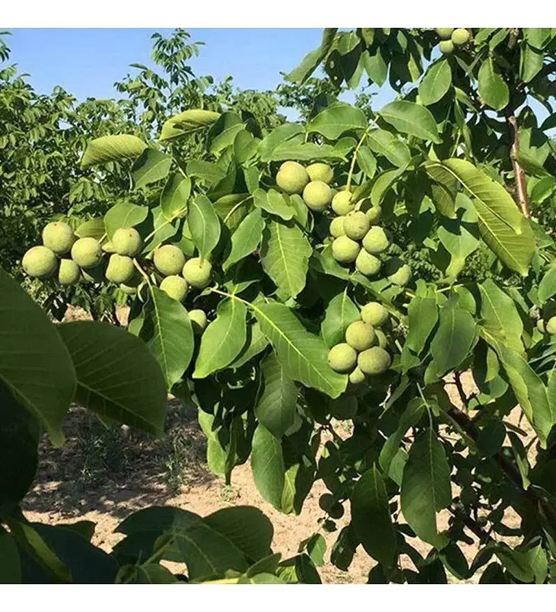 فروش نهال گردو چندلر پیوندی رویال نهال|خدمات باغبانی و درختکاری|میاندوآب, |دیوار