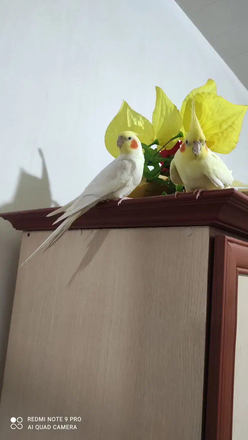 عروس زیبا و اماده برای تخم گذاری|پرنده|آذرشهر, |دیوار