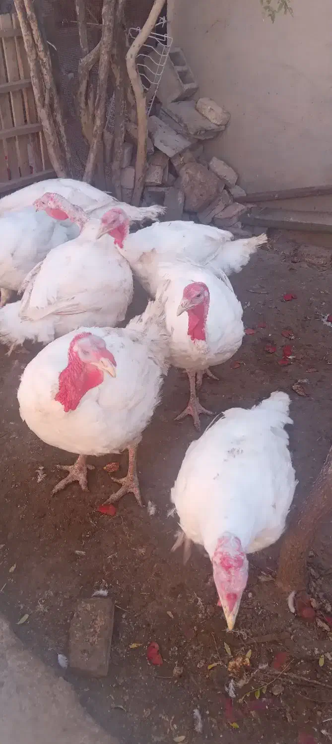 مرغ تخمی وبوقلمون گوشتی|حیوانات مزرعه|جلگه ماژان, |دیوار