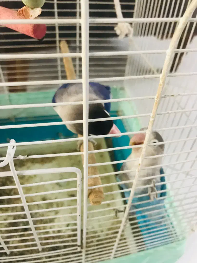 طوطی برزیلی و عروس هلندی|پرنده|پاکدشت, پاکدشت (مامازند)|دیوار