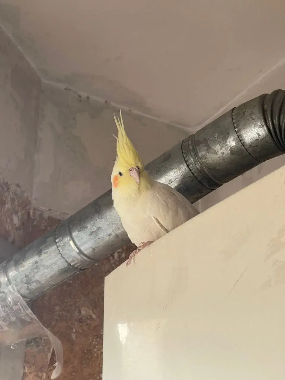 عروس هلندی|پرنده|تهران, سردارجنگل|دیوار