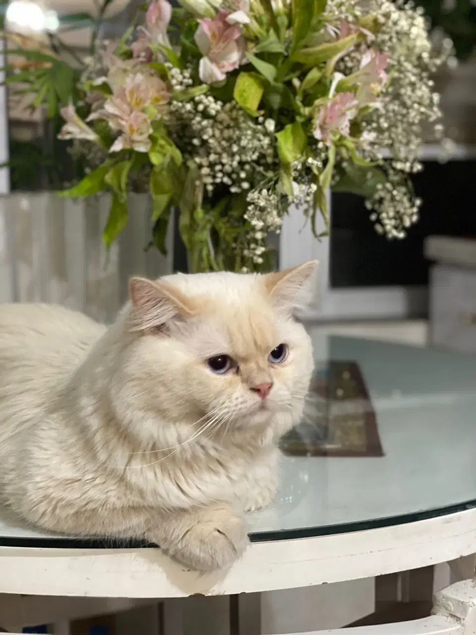 گربه نر پرشین هیمالیا (فروشی)|گربه|تبریز, |دیوار