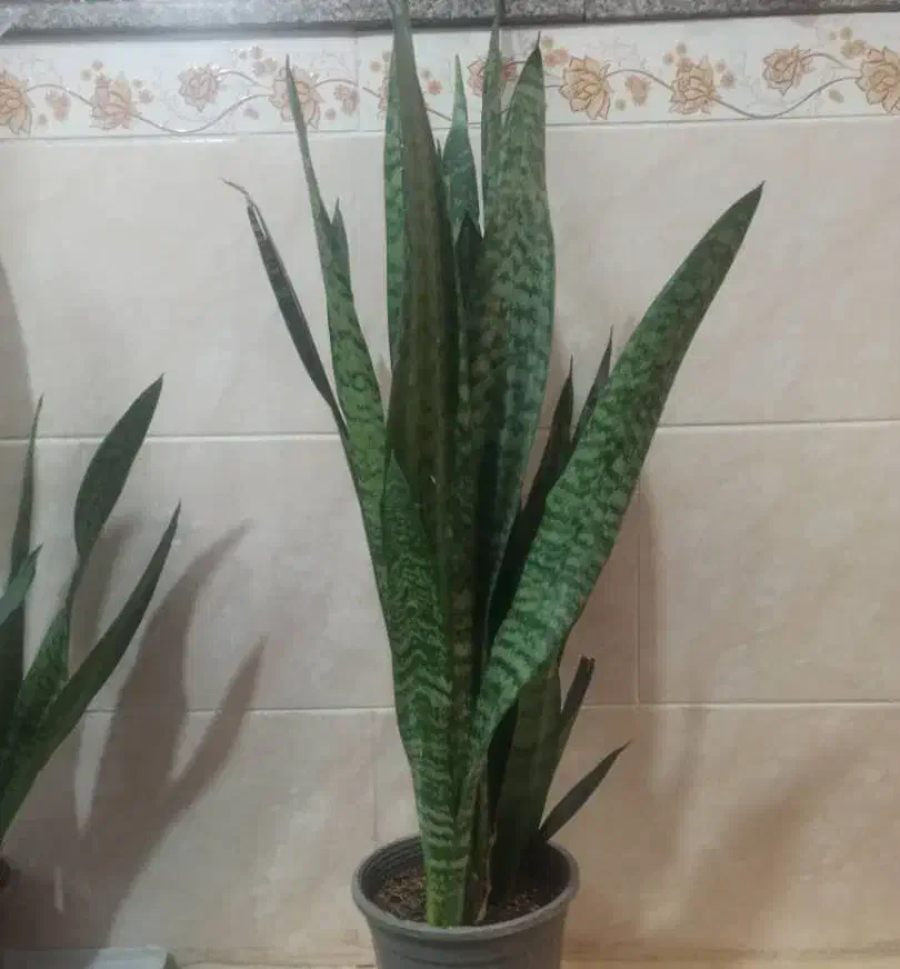 گل و گیاه طبیعی/ سانسوریا سبز و طلایی|گل و گیاه طبیعی|زرند, |دیوار