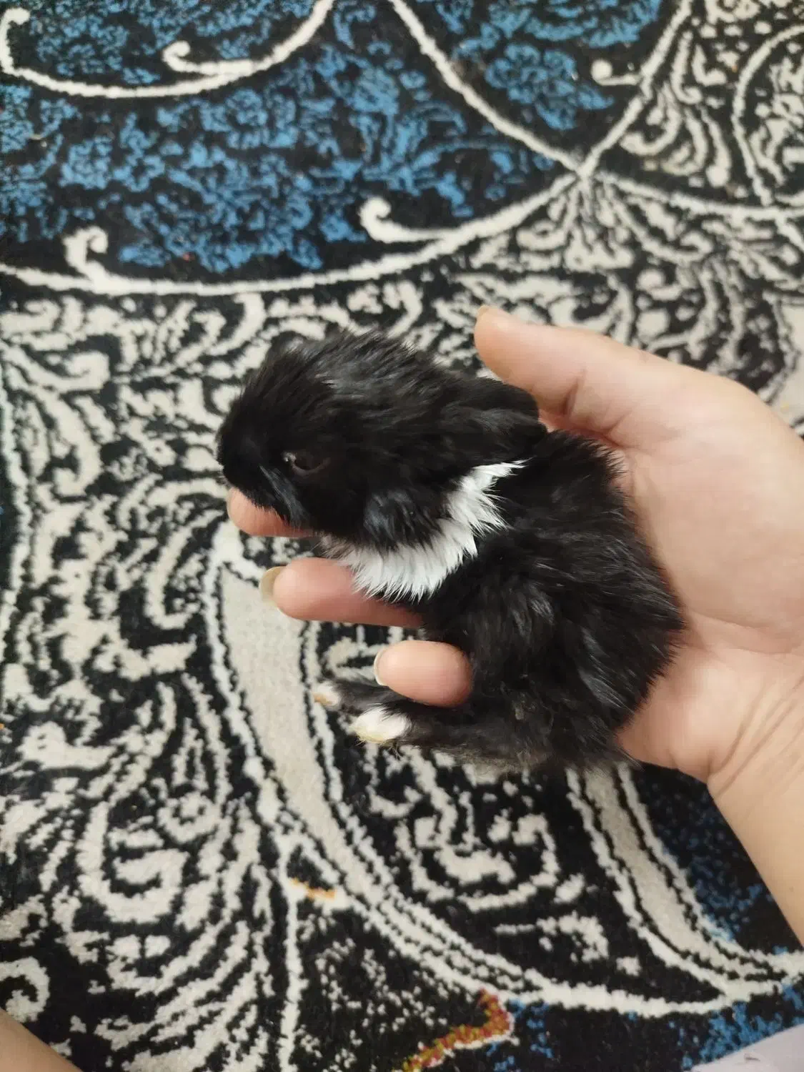 بچه خرگوش|موش و خرگوش|فسا, |دیوار