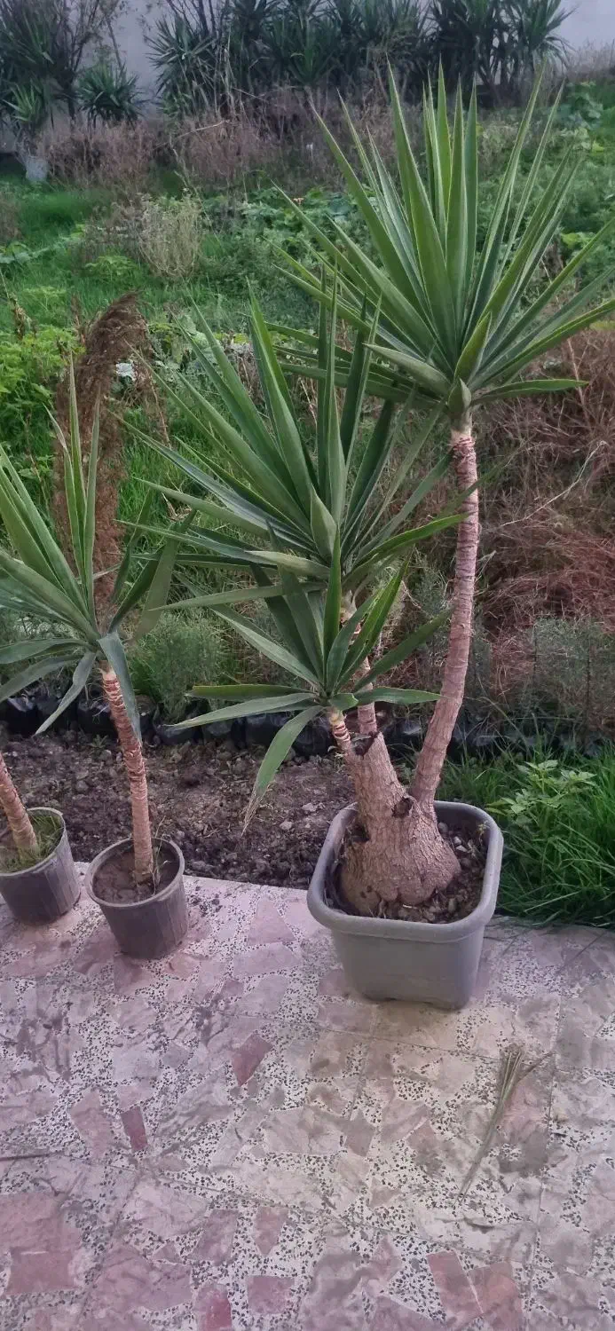 فروش گل یوکا به تعدادزیاد ریشه پرس و چند عدد زمینی|گل و گیاه طبیعی|بهنمیر, |دیوار