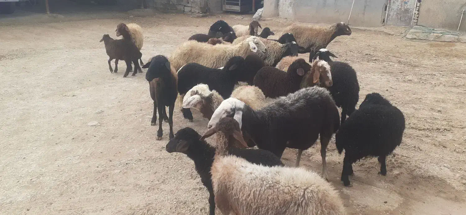 میش وبره|حیوانات مزرعه|اراک, |دیوار