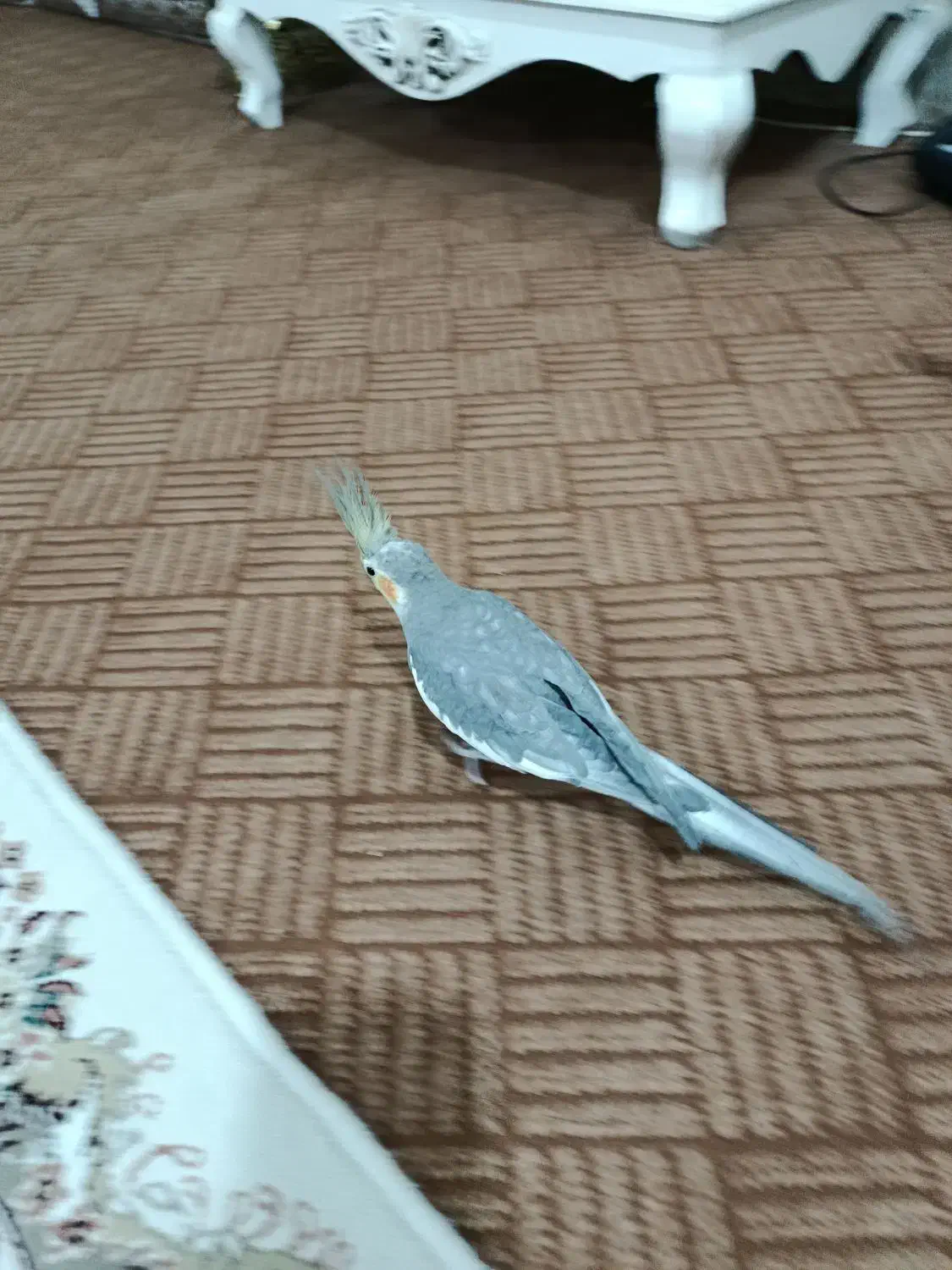 عروس هلندی|حیوانات|قم, نیروگاه|دیوار