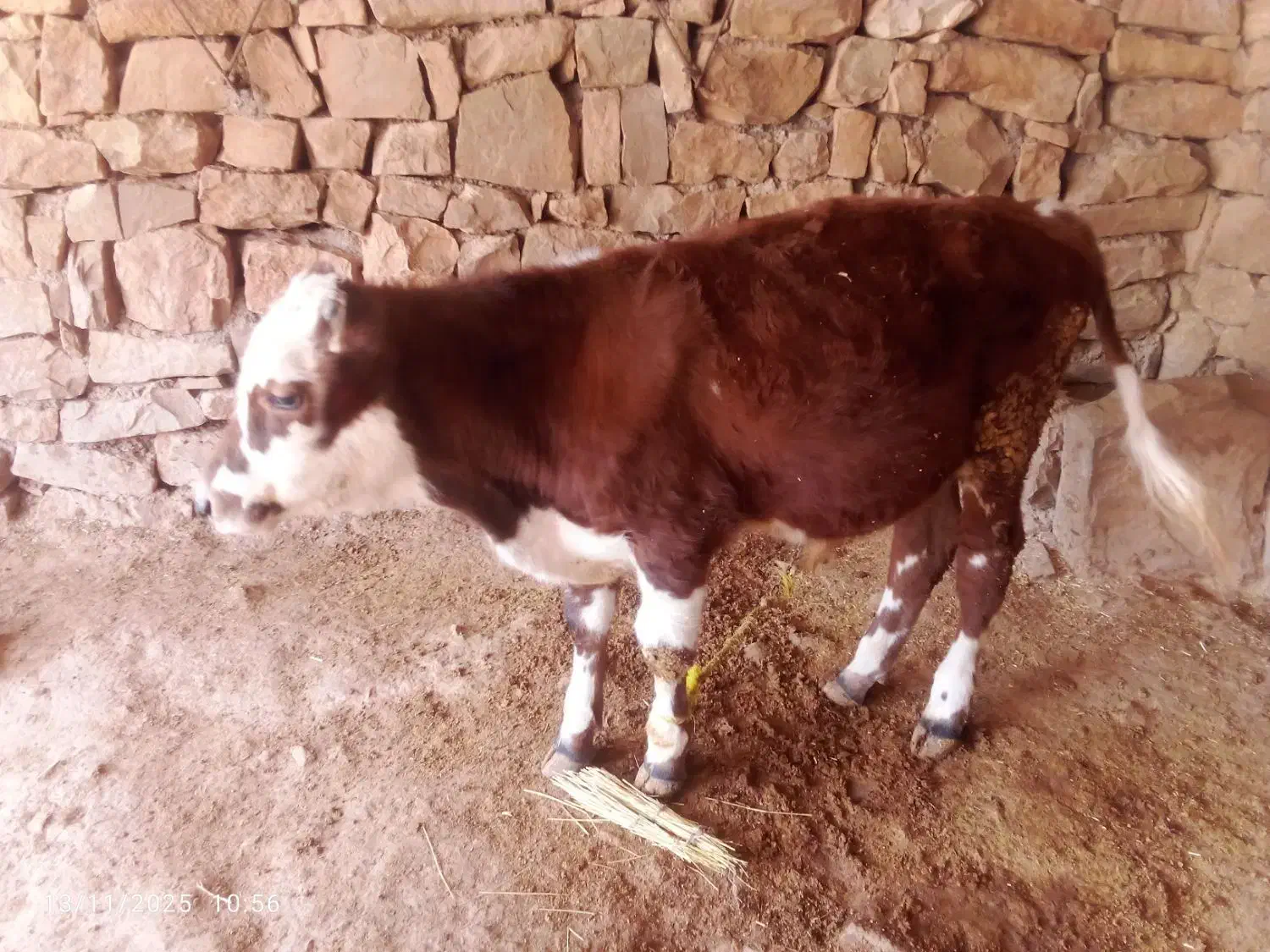 گوساله|حیوانات مزرعه|لالی, |دیوار