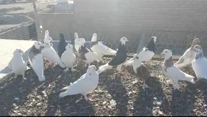 ۱۸عدد کفتر رنگی|پرنده|سراوان, |دیوار