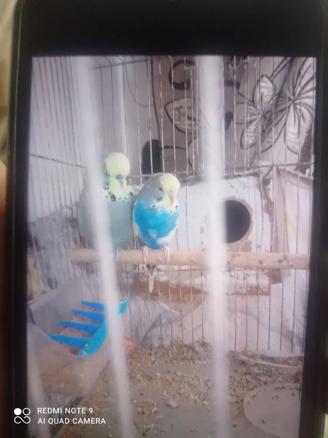 مرغ عشق انگلیسی|پرنده|چناران, |دیوار