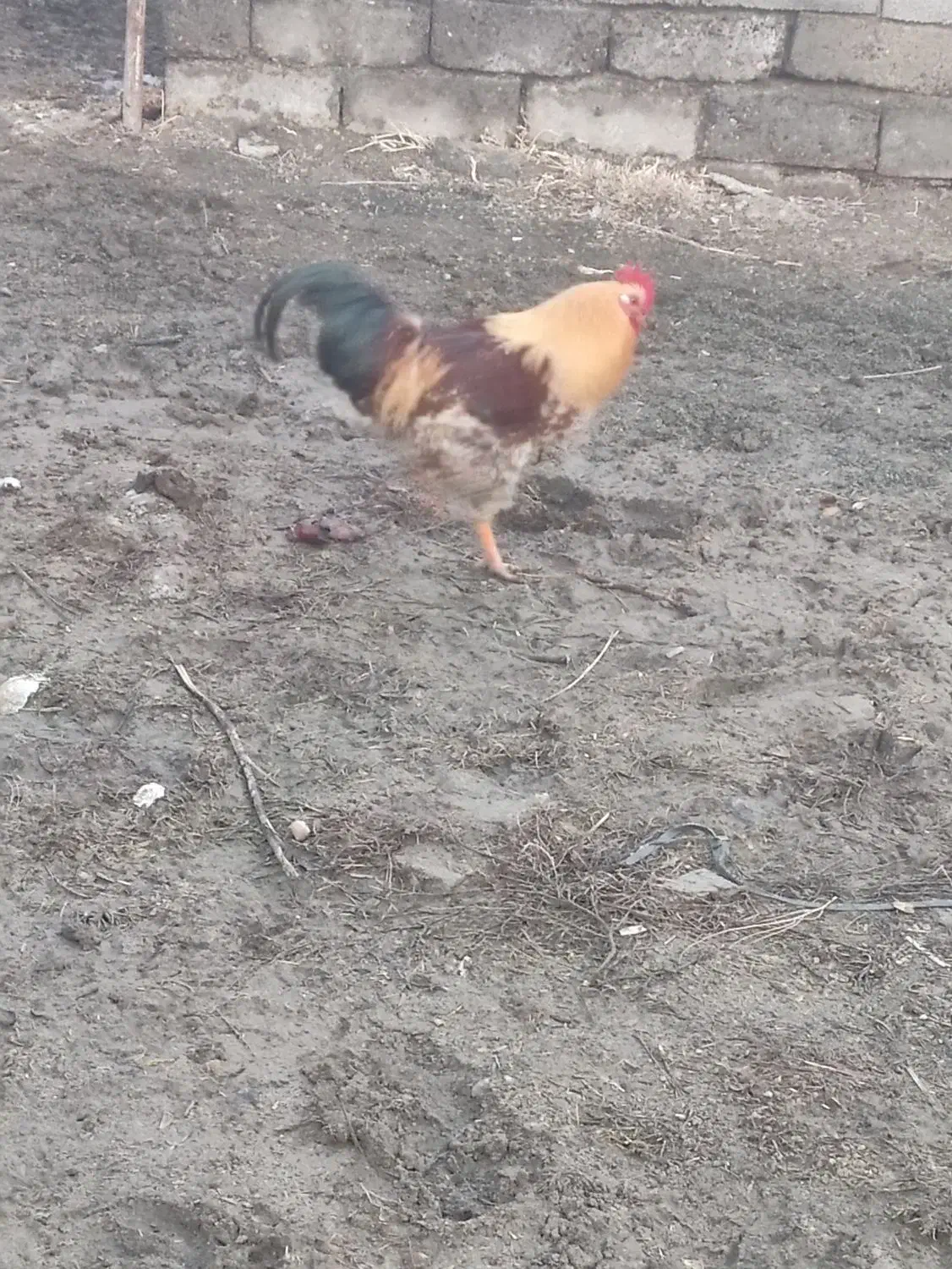 خروس محلی گوشتی|حیوانات مزرعه|نوشین شهر, |دیوار