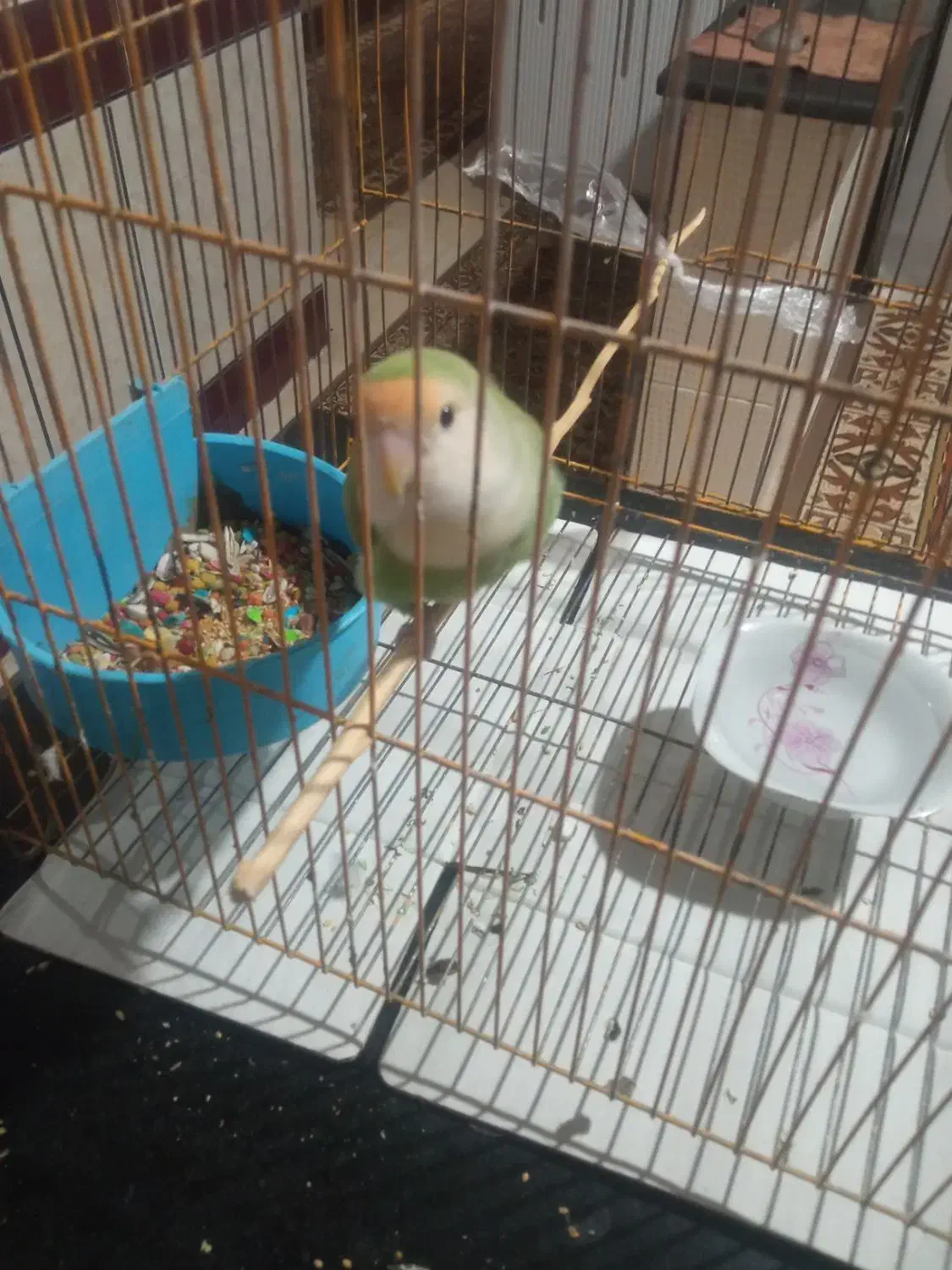 طوطی برزیلی|پرنده|میناب, |دیوار