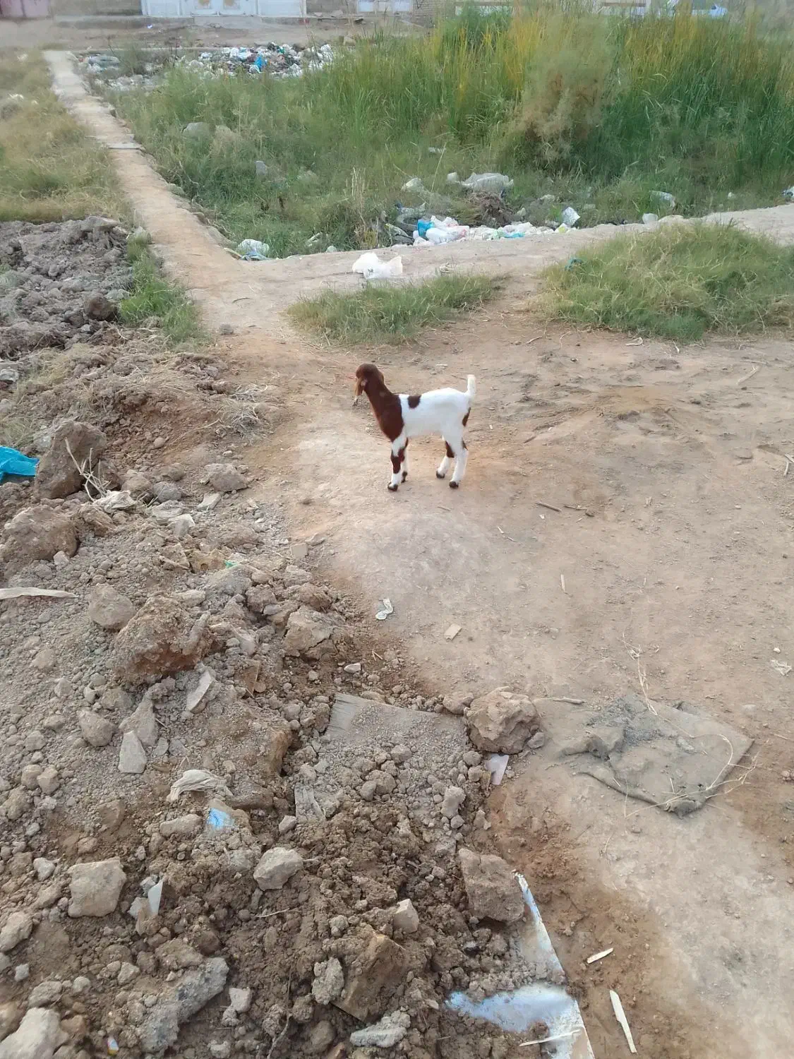 بزه دو ماه|حیوانات مزرعه|کارون, |دیوار