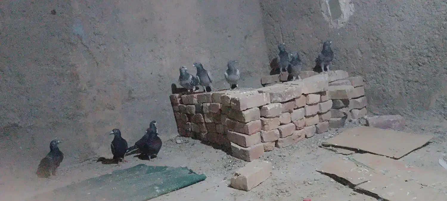 کفتر نر پر|پرنده|خاش, |دیوار