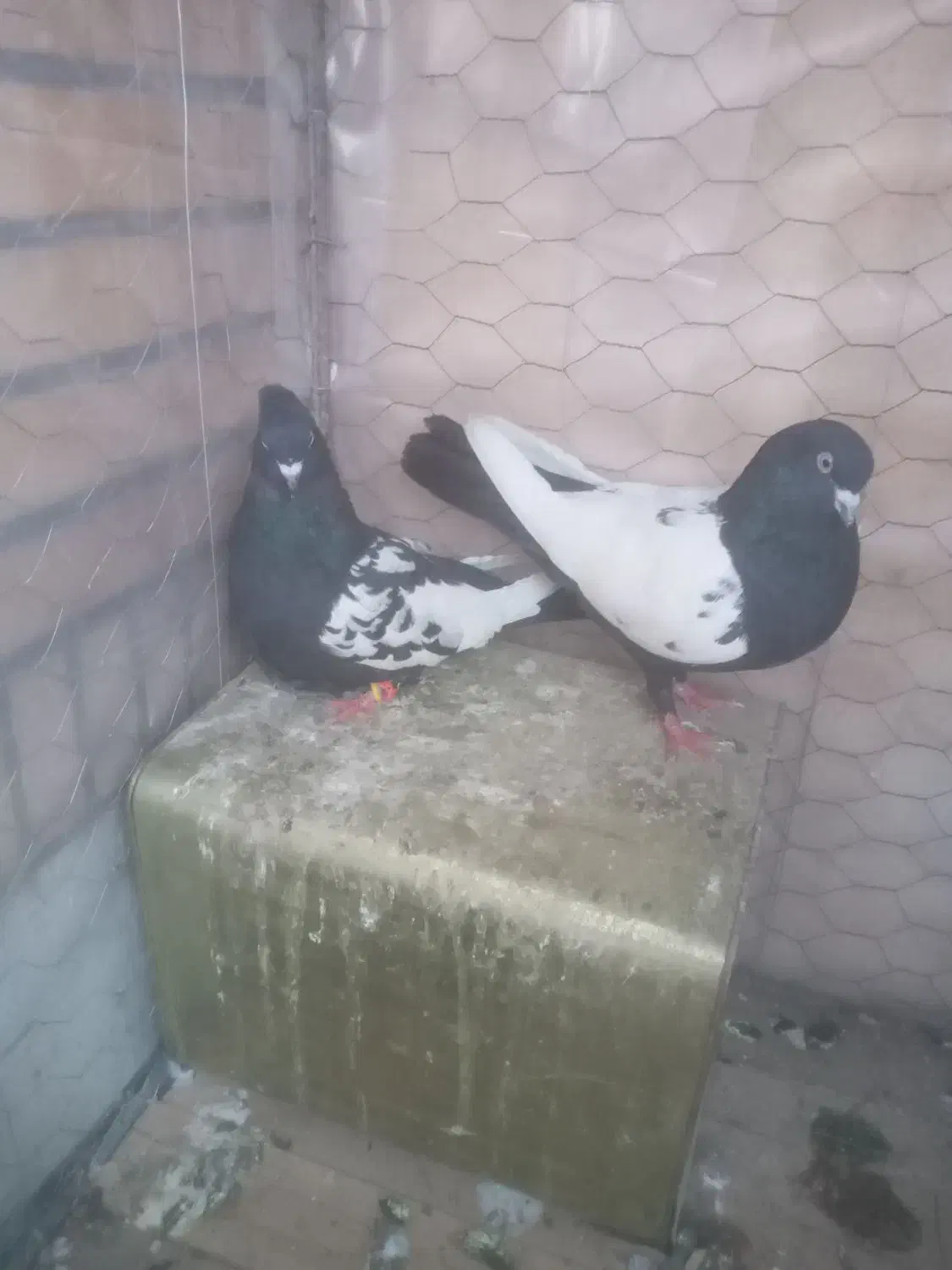 کبوتر|پرنده|پاسارگاد, |دیوار