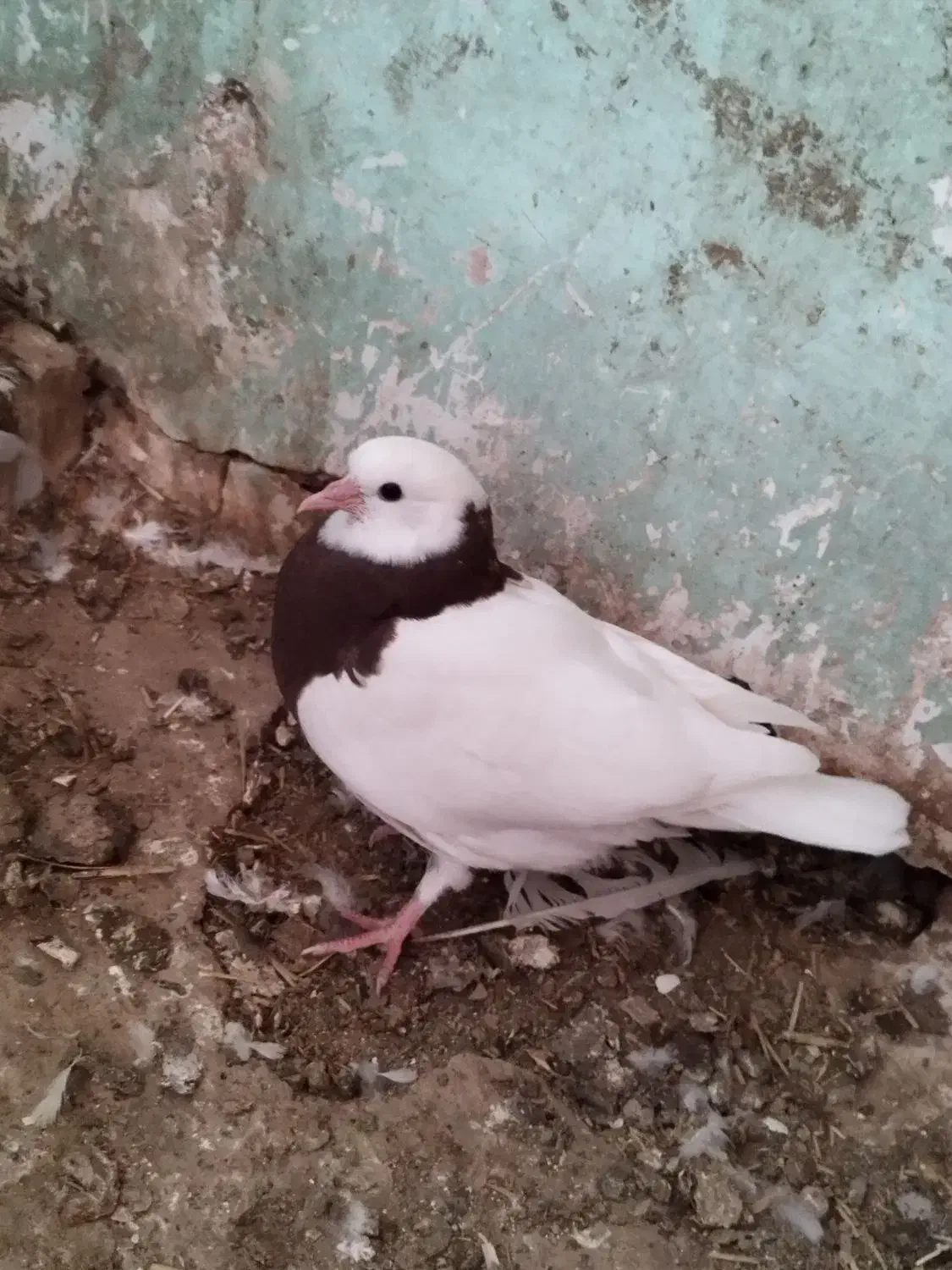 دوتاطوقی|پرنده|جوین, |دیوار