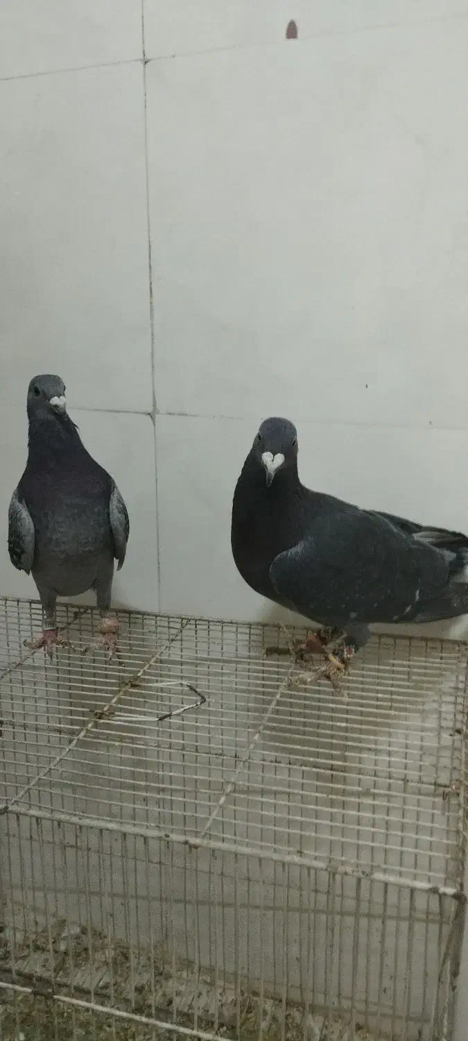 .یک جفت چاپی .عروس هلندی|پرنده|رشتخوار, |دیوار