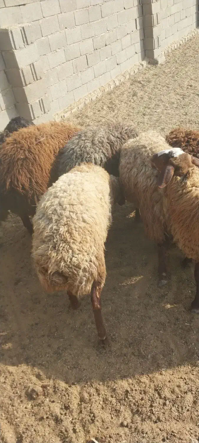 بره نر و ماده|حیوانات مزرعه|جلیل آباد, |دیوار