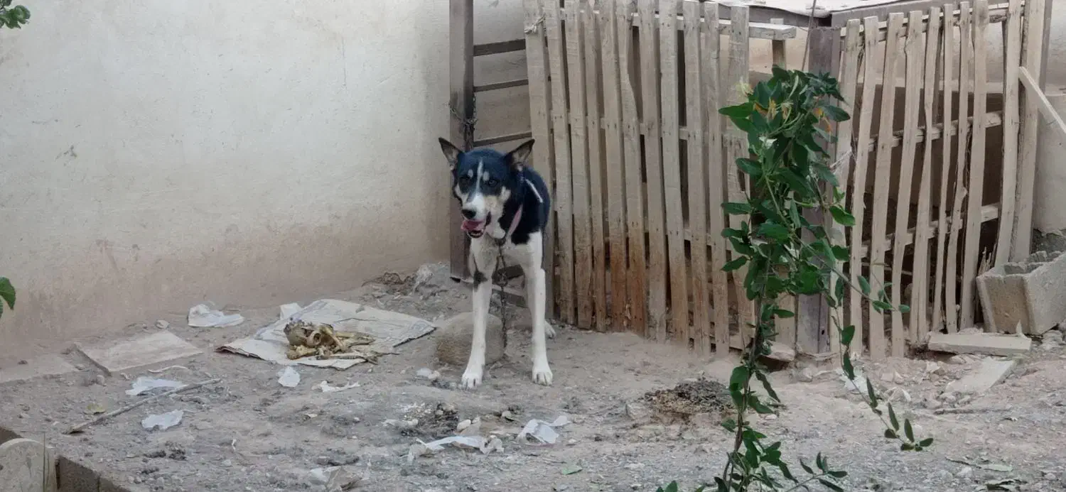 سگ ژرمن هاسکی نر و ماده|سگ|مبارکه, |دیوار