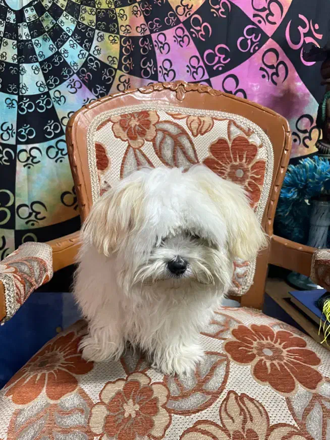 شیتزو تریر سوپر فلت|سگ|رشت, اسماعیل آباد|دیوار