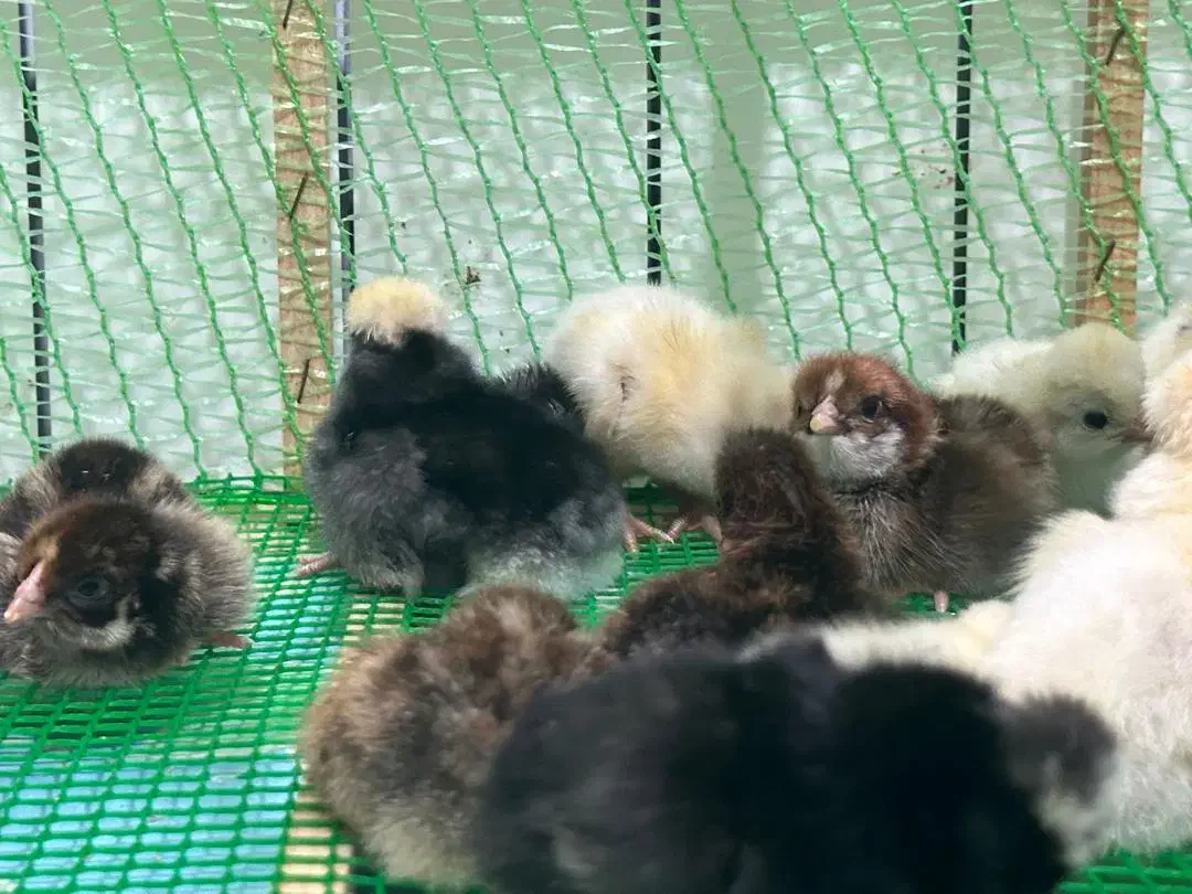 جوجه لهستانی ایام سمانی برهما|حیوانات مزرعه|رشت, گیل|دیوار