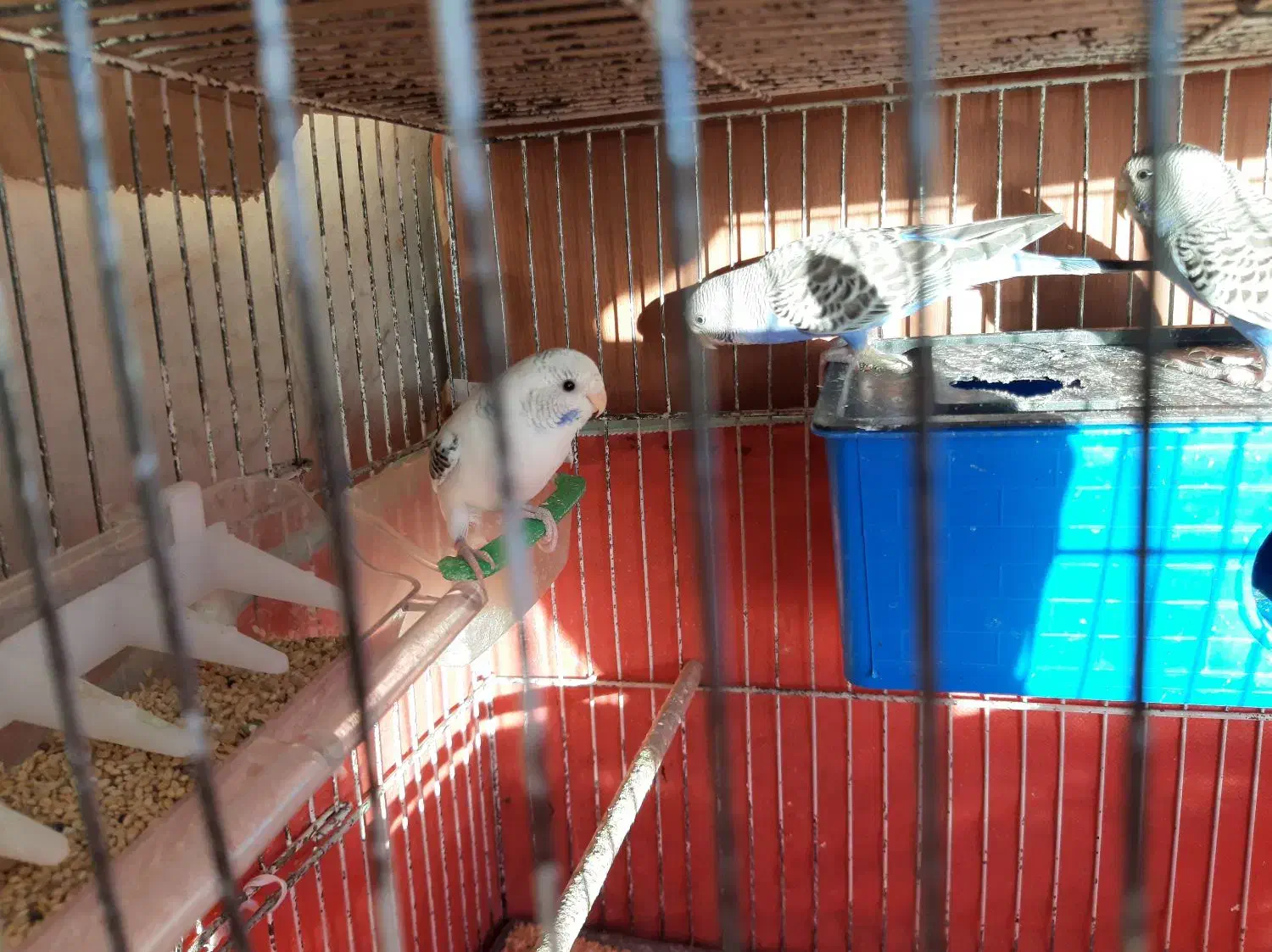 مرغ عشق بالغ و قابل جفتگیری|پرنده|تهران, سازمان برنامه جنوبی|دیوار