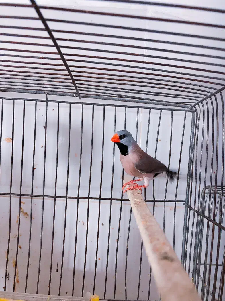 فنچ کرواتی آلبینو مولد و فنچ گلوبریده مولد به شرط|پرنده|تهران, سبلان (لشگر)|دیوار