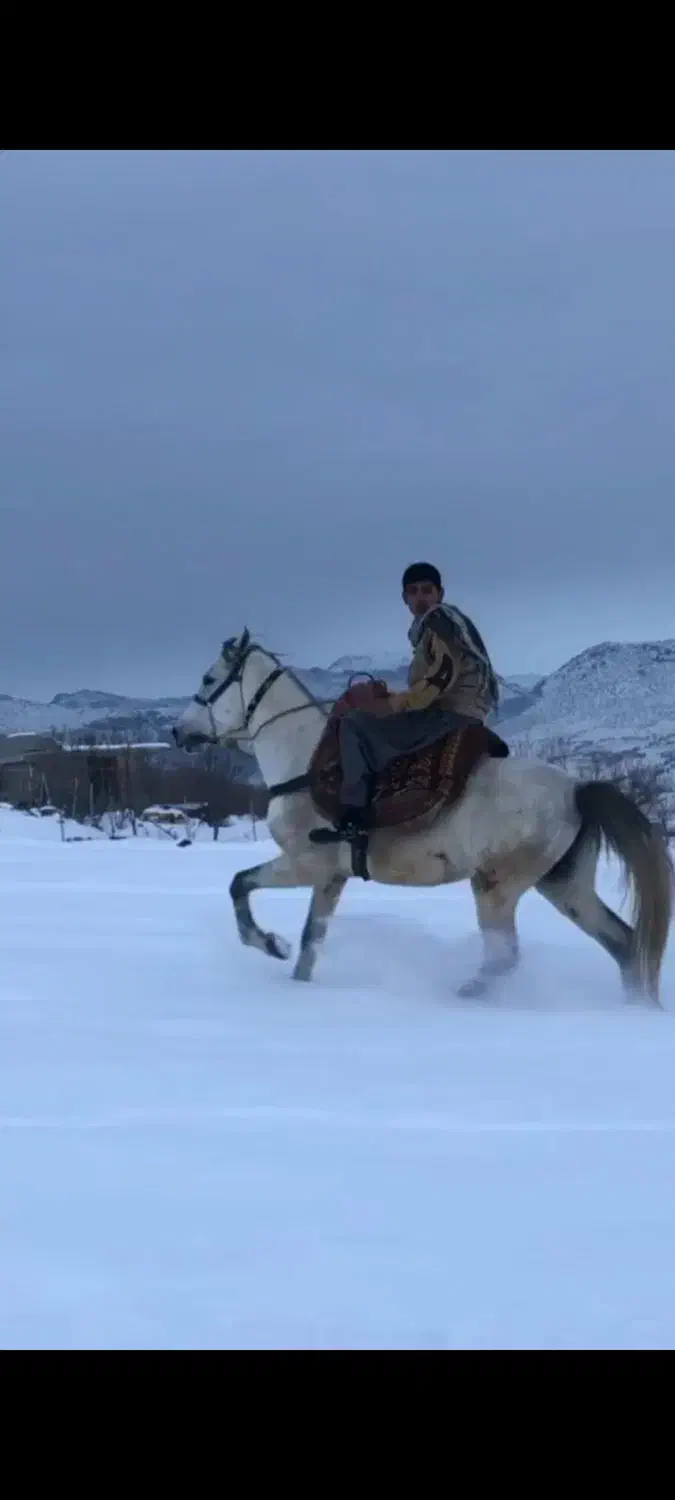 اخته هفت سال|اسب و تجهیزات اسب‌سواری|ارومیه, |دیوار