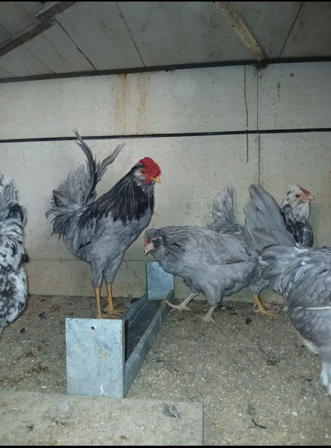 مرغ وخروس گلین طوسی|حیوانات مزرعه|فرخ‌شهر, |دیوار