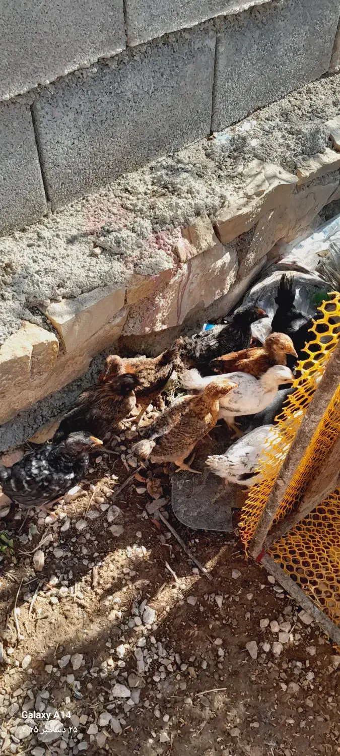 جوجه محلی|حیوانات مزرعه|دهدشت, |دیوار