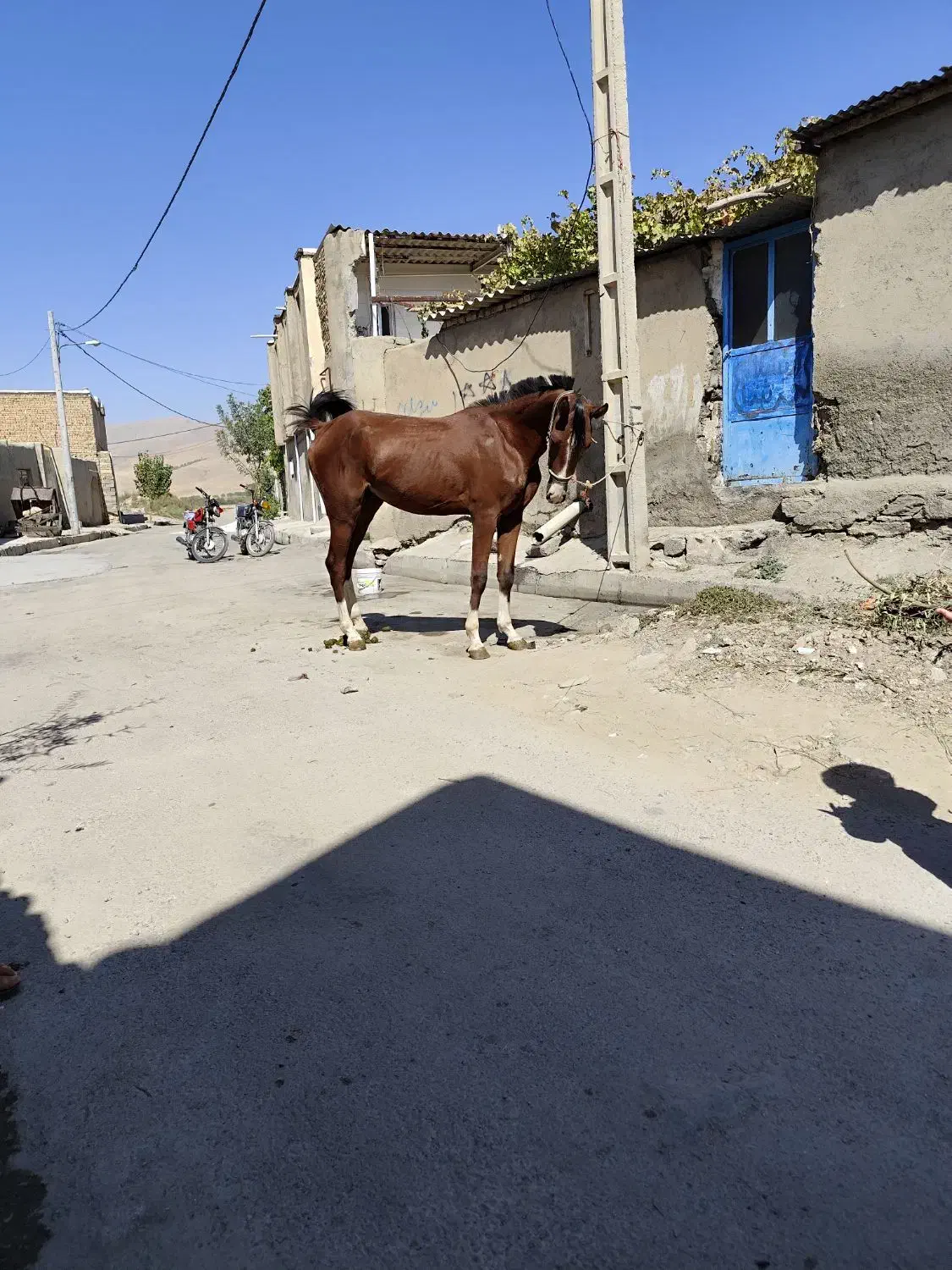 کره اسب نریون|اسب و تجهیزات اسبسواری|همدان, |دیوار