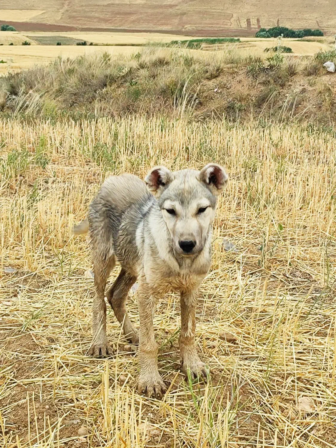 واگذاری سگ|سگ|سلطانیه, |دیوار