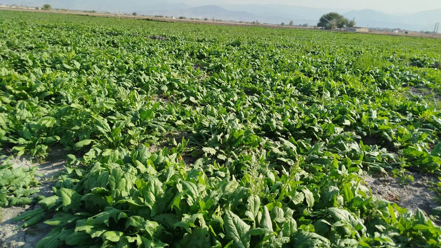 اسفناج فروشی|گل و گیاه طبیعی|گنبد کاووس, |دیوار