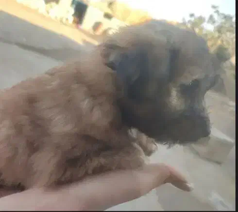 واگذاری یا معاوضه توله سگ های شیتزو اصل|سگ|میاندوآب, |دیوار