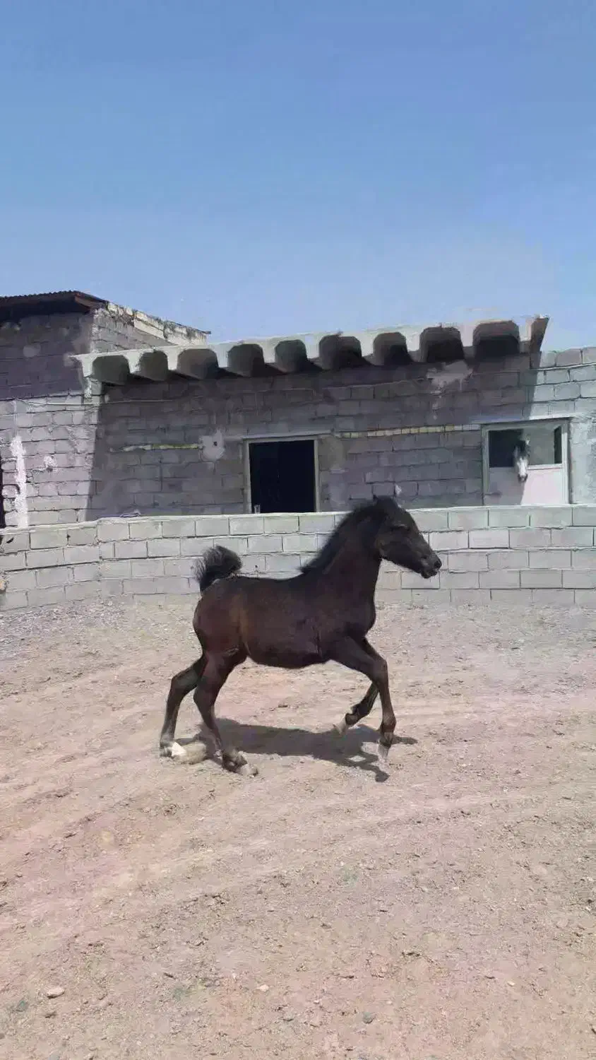 کره ماده ۴ ماهه|اسب و تجهیزات اسبسواری|فلاورجان, |دیوار