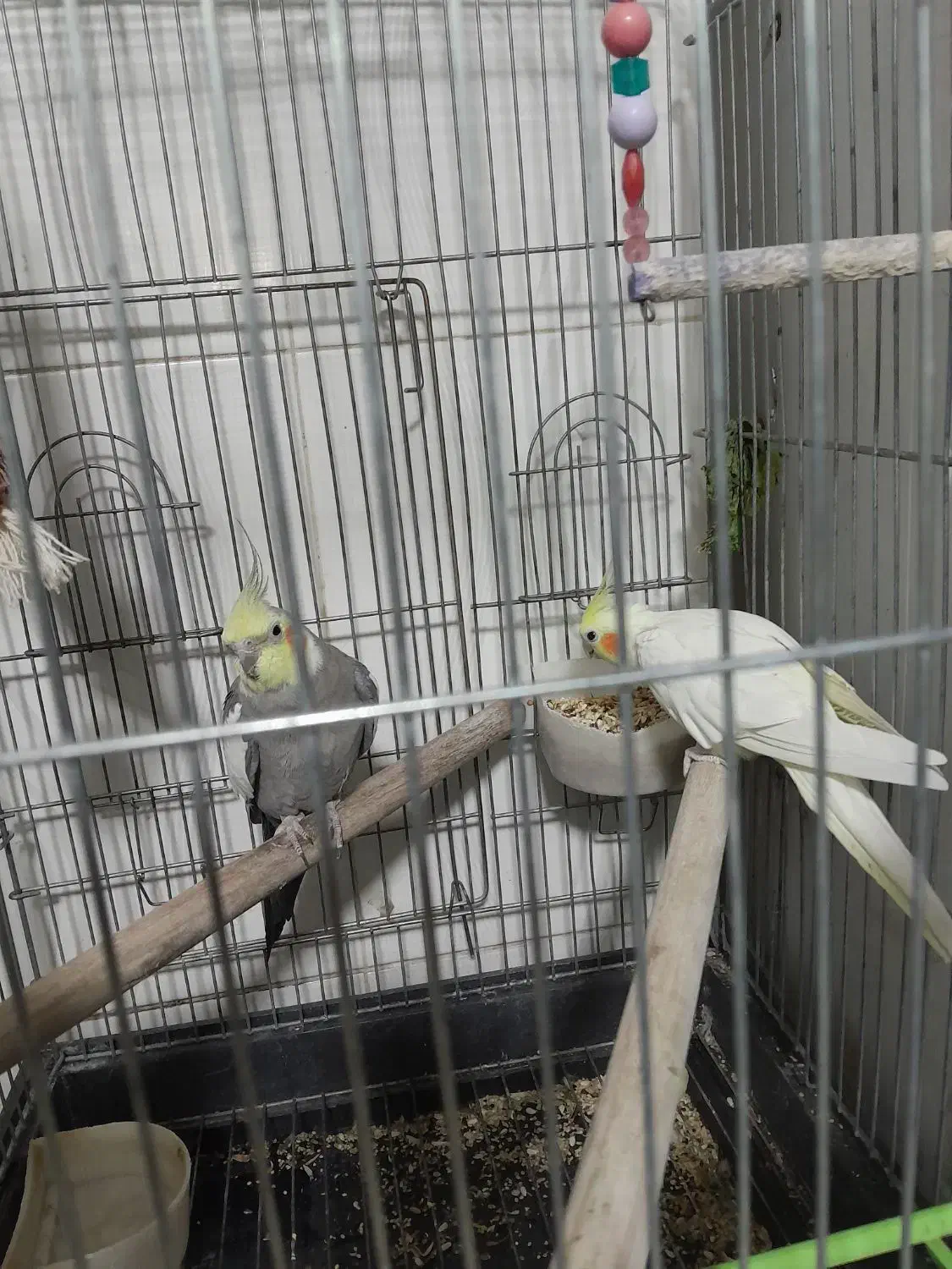 عروس هلندی|پرنده|کرمانشاه, |دیوار