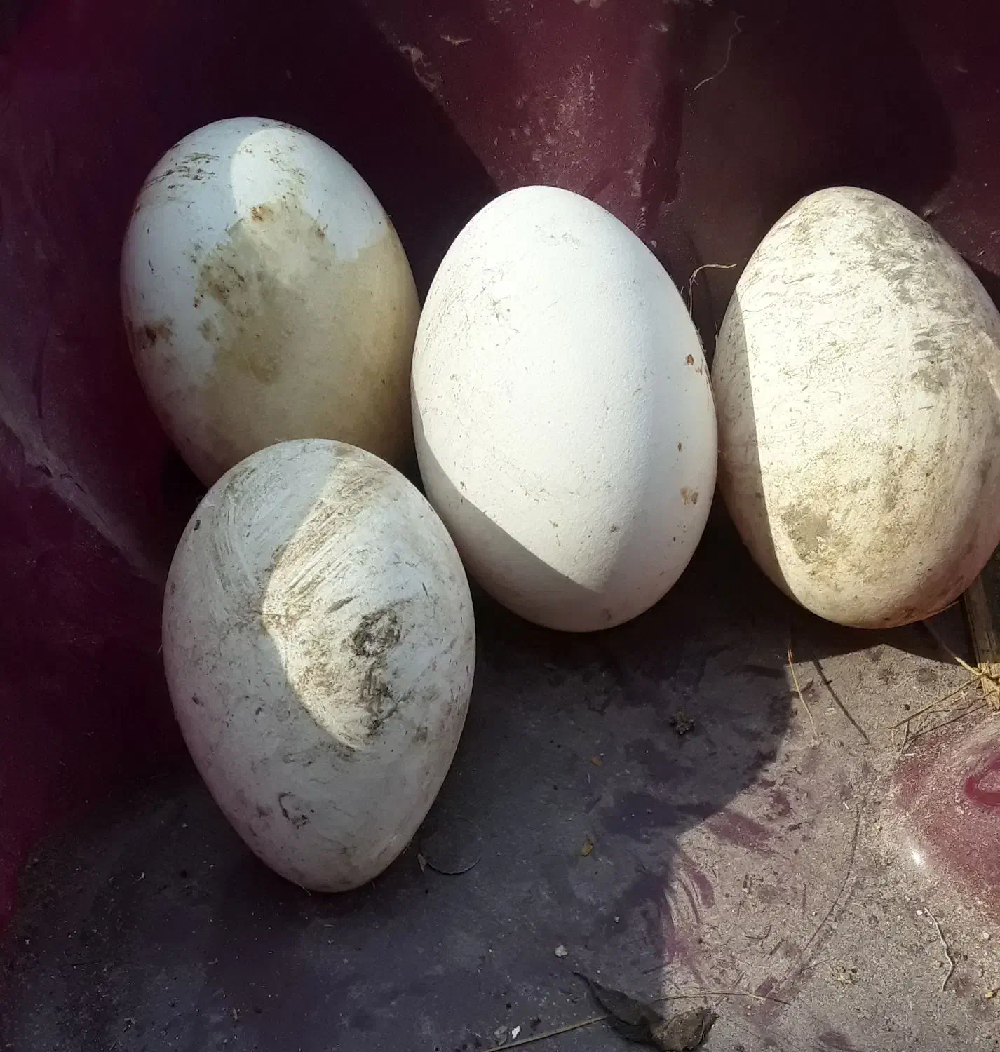 تخم قو غاز سفید|حیوانات مزرعه|رودبنه, |دیوار