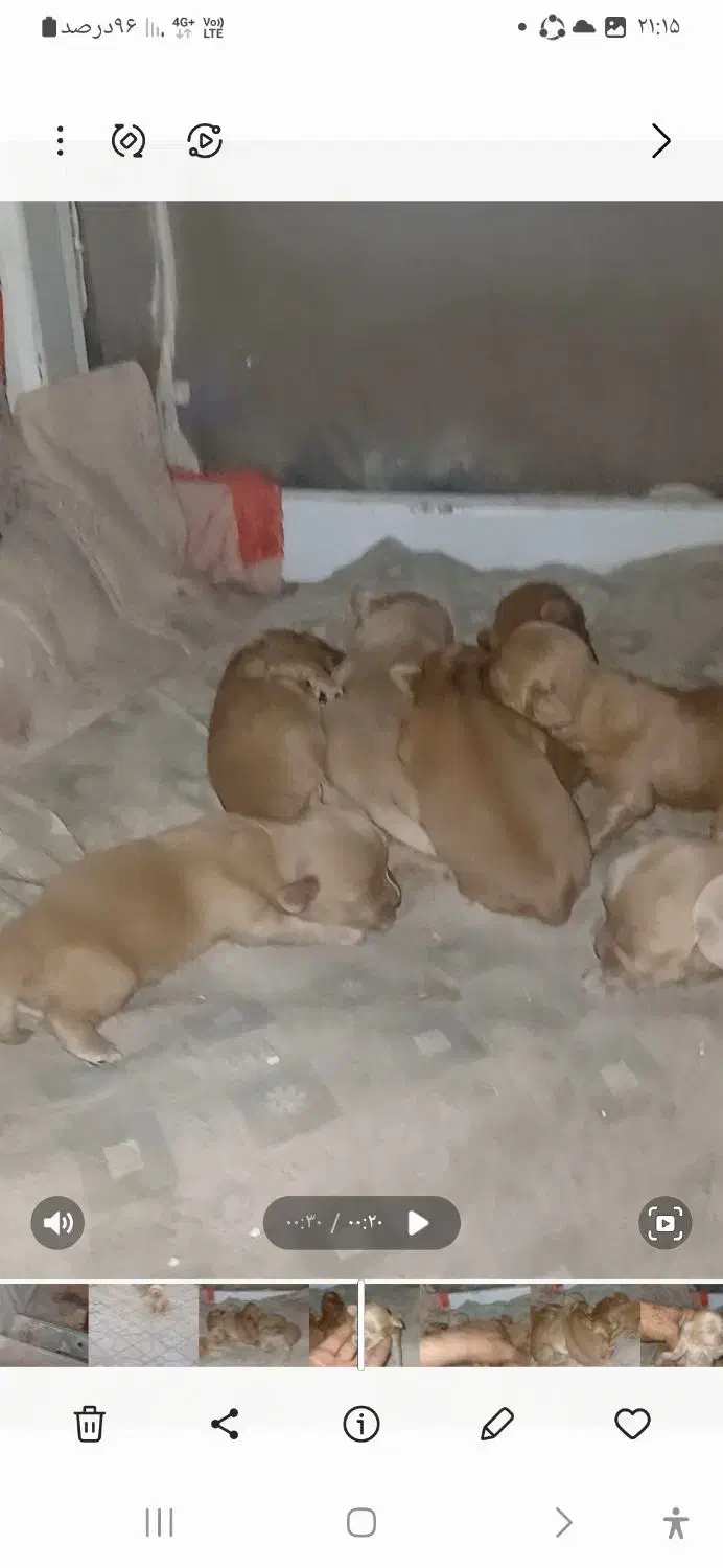 شیدزو|سگ|سبزوار, میدان بار|دیوار