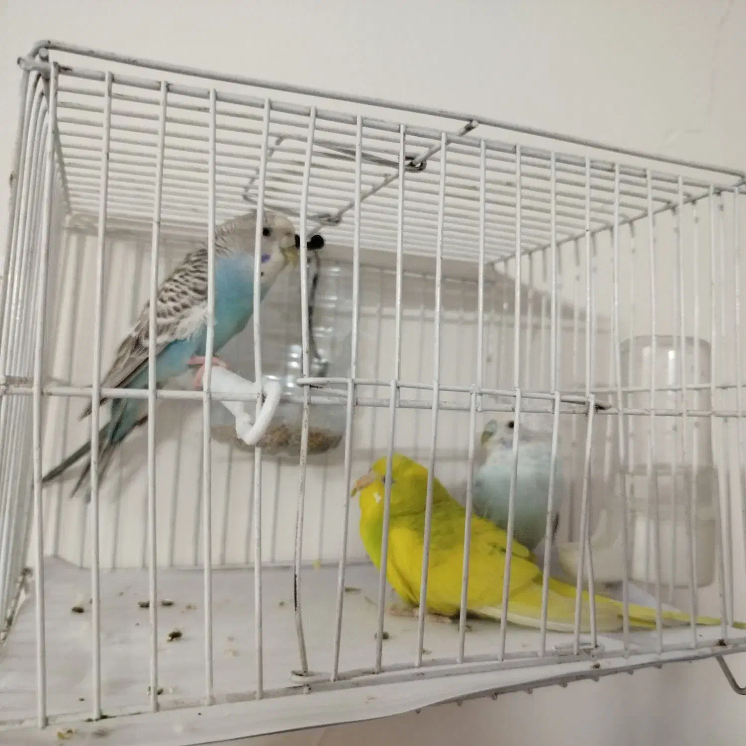 مرغ عشق|پرنده|مشهد, آزادشهر|دیوار