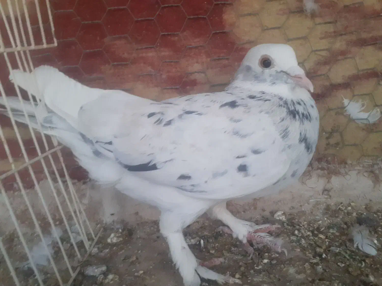 نر دورگ شازده سرور|پرنده|مبارکه, |دیوار