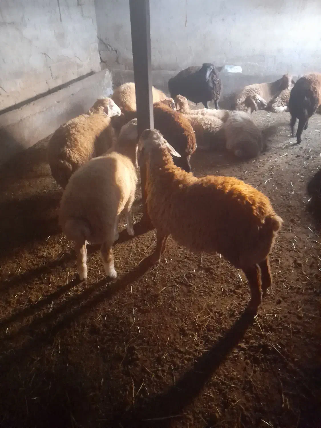 بره نر|حیوانات مزرعه|قشلاق دشت, |دیوار