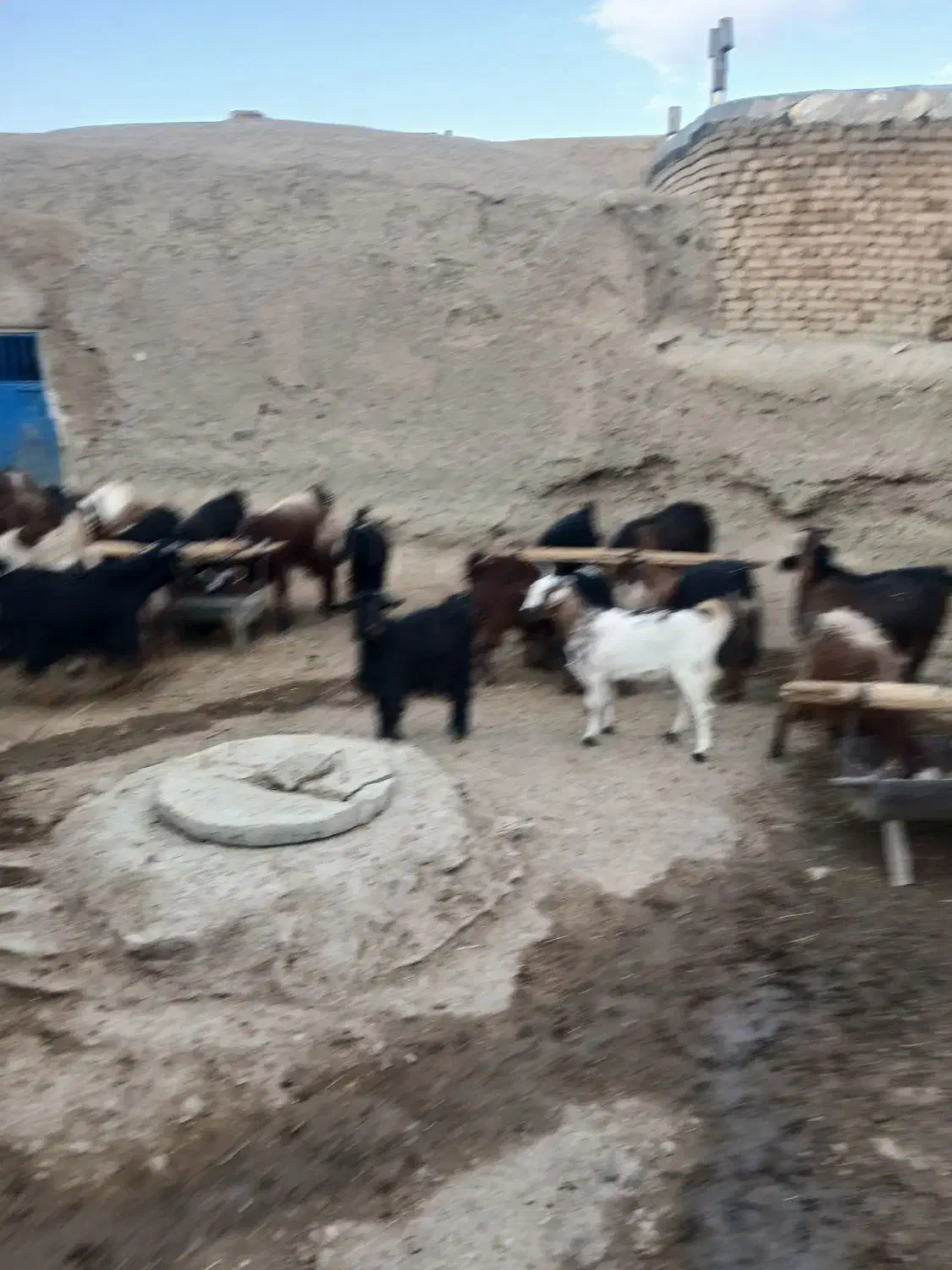 ۲۰عدد بز جوان هم داشتی هم کشتار ی قیمت توافقی|حیوانات مزرعه|ملایر, |دیوار