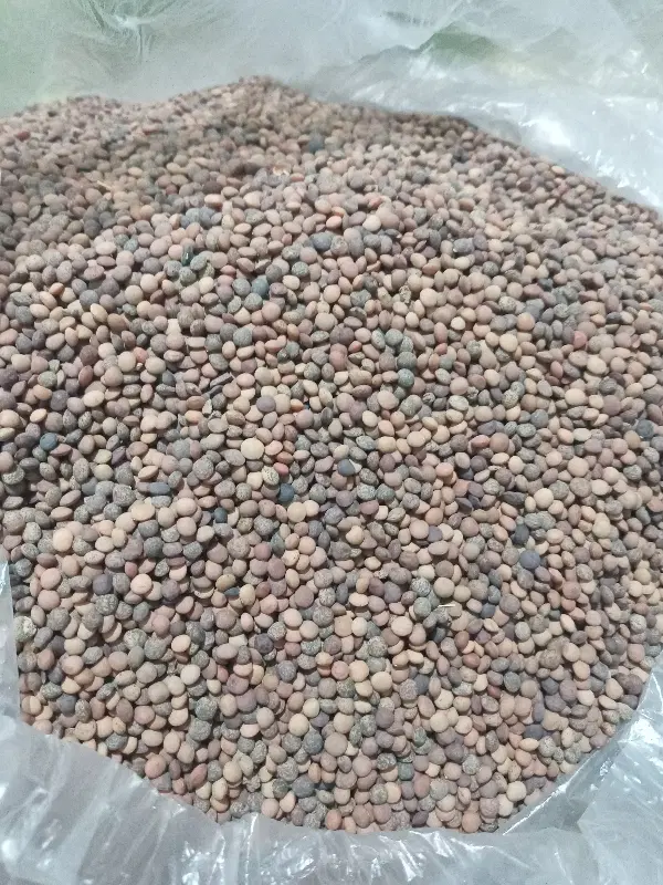 عدس|خوردنی و آشامیدنی|کوزران, |دیوار
