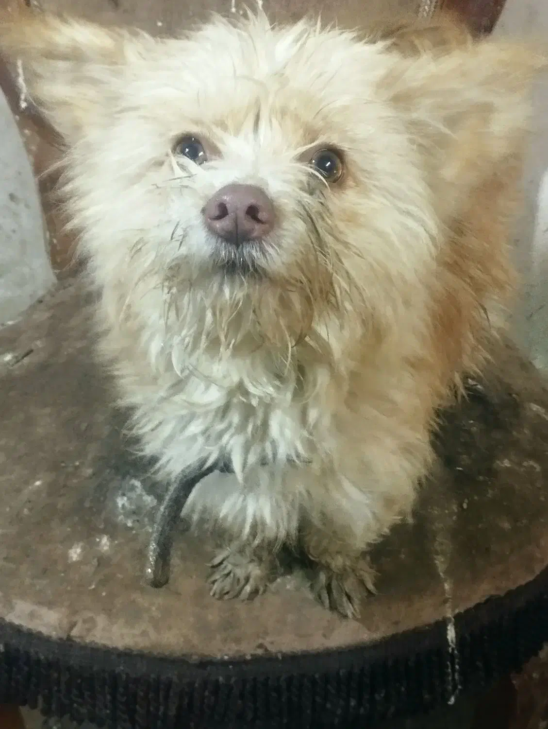 واگذاریک سگ ماده اشپیزتریر خوشگل وناز|سگ|مشهد, خلق آباد سفلی|دیوار